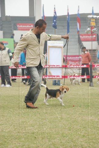beagle,, Gurgaon Dog Show Day1, DogSpot.in