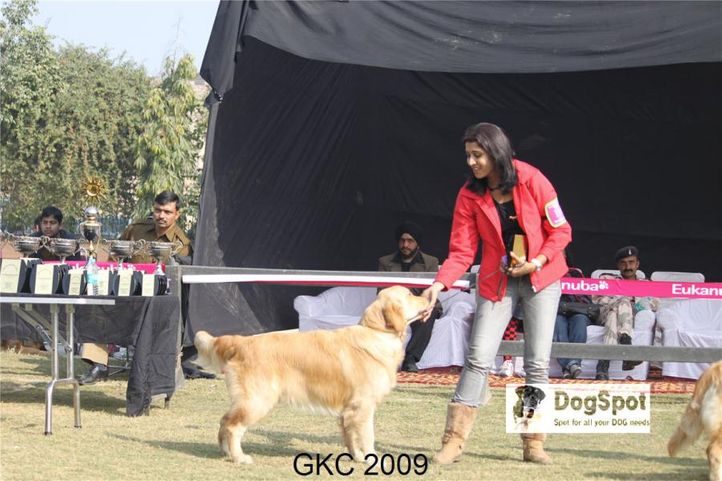 Chalks Ville Dream Maker,Golden,, Gurgaon Dog Show, DogSpot.in
