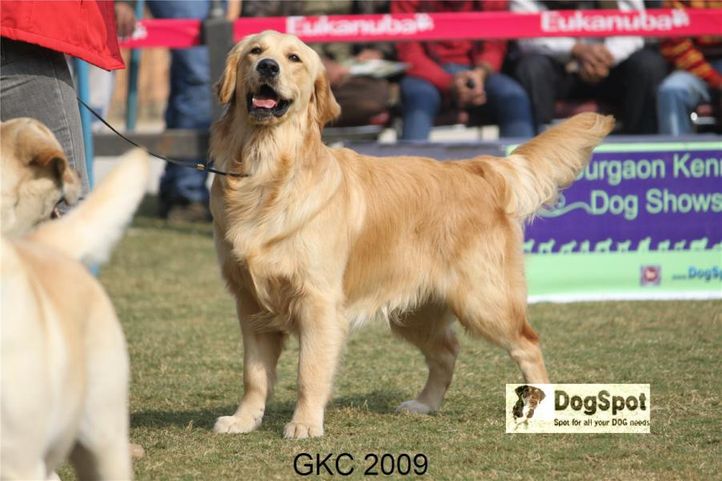 Golden,, Gurgaon Dog Show, DogSpot.in