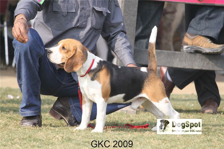 Beagle,, Gurgaon Dog Show, DogSpot.in