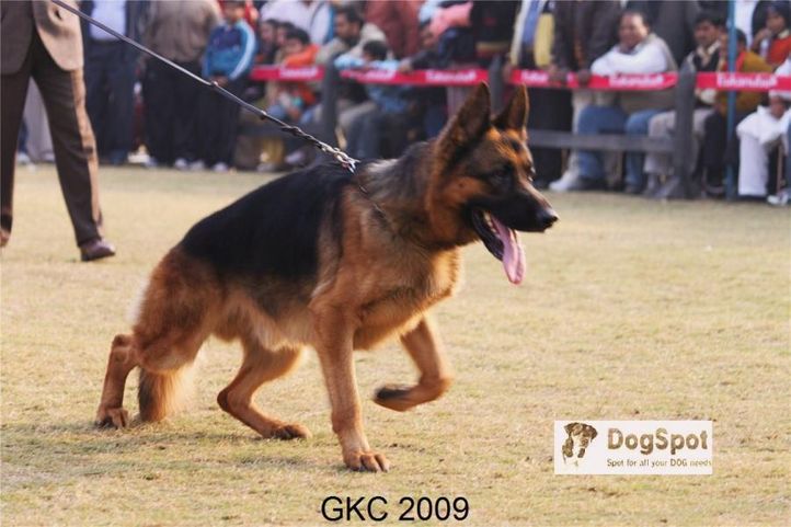GSD,Yako Von Noort,, Gurgaon Dog Show, DogSpot.in