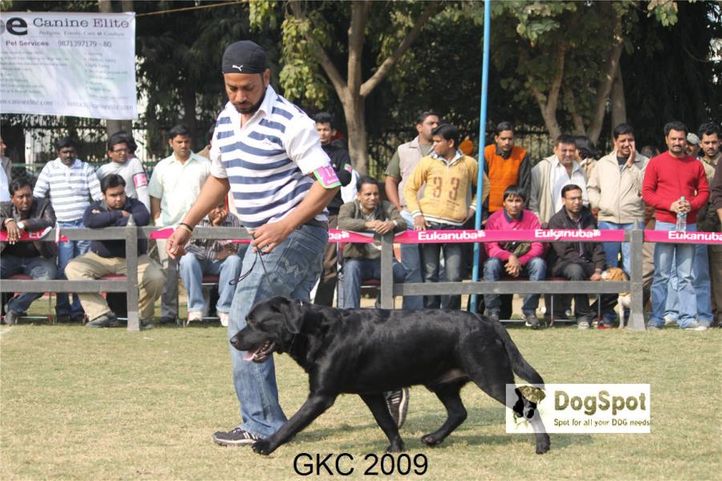 labrador,, Gurgaon Dog Show, DogSpot.in