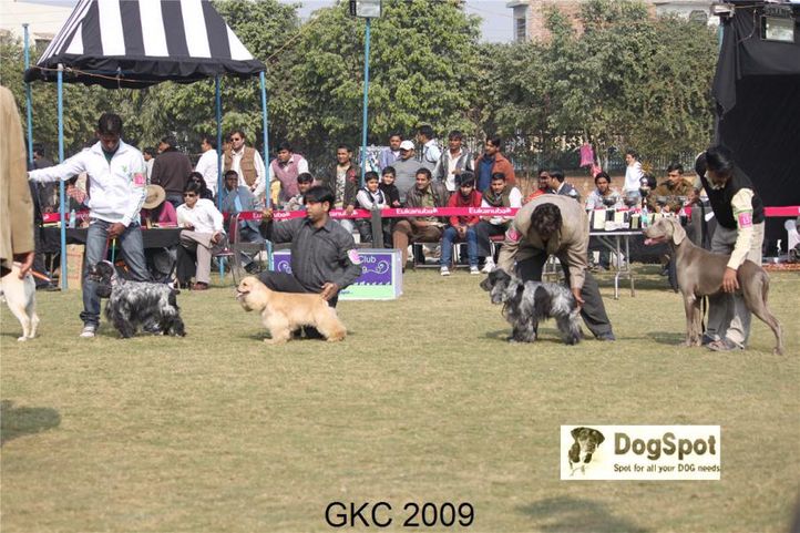 GunDog Group, Gurgaon Dog Show, DogSpot.in