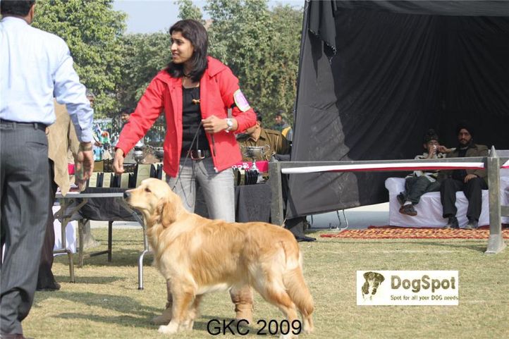 Chalks Ville Dream Maker,Golden,, Gurgaon Dog Show, DogSpot.in
