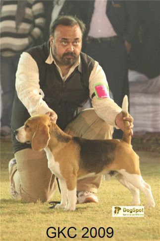 Beagle,, Gurgaon Dog Show, DogSpot.in