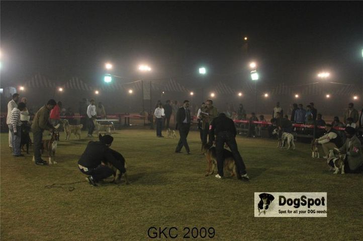 Lineup, Gurgaon Dog Show, DogSpot.in
