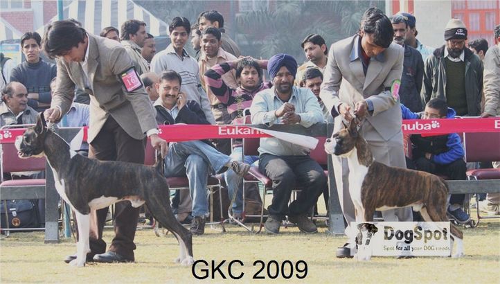 Boxer,, Gurgaon Dog Show, DogSpot.in