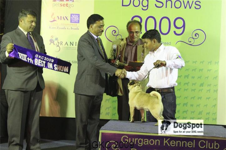 Lineup, Pug, Blazing Boy, Gurgaon Dog Show, DogSpot.in