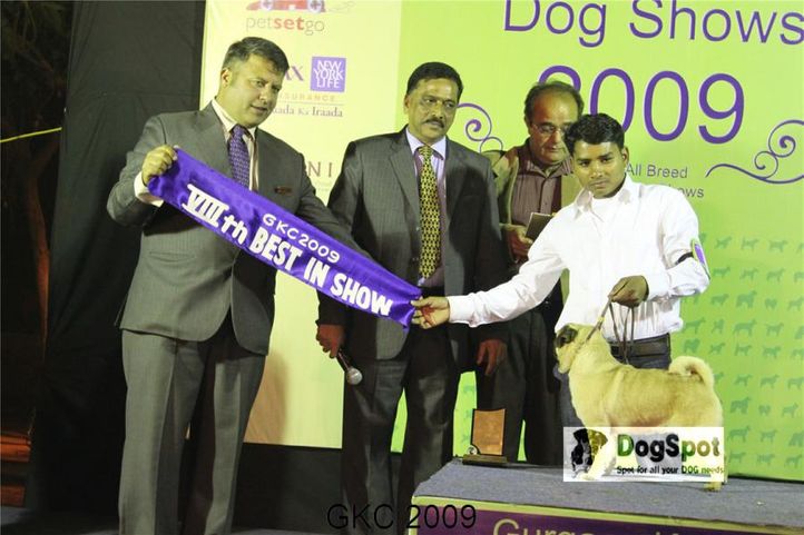 Pug, Lineup, Blazing Boy, Gurgaon Dog Show, DogSpot.in