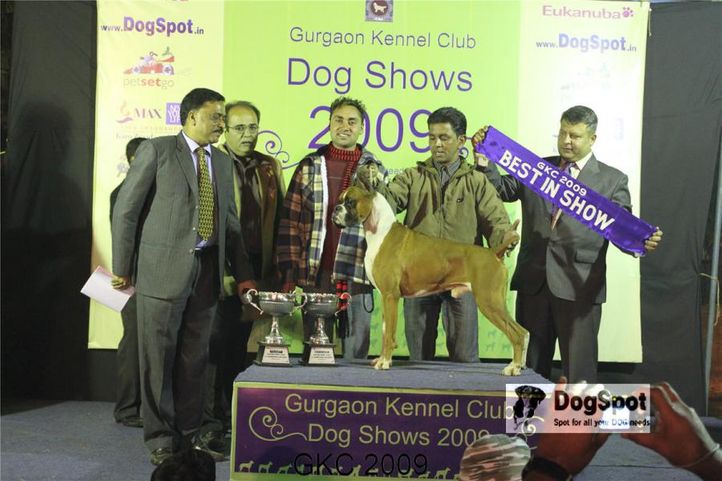 Lineup, Boxer, Gurgaon Dog Show, DogSpot.in