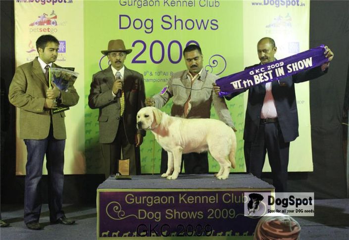 Lineup, Labrador, Gurgaon Dog Show, DogSpot.in
