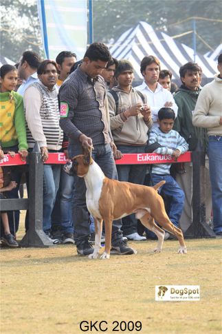 Boxer, Heart Breaker, Gurgaon Dog Show, DogSpot.in