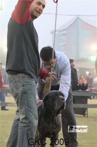 neapolitan,, Gurgaon Dog Show, DogSpot.in