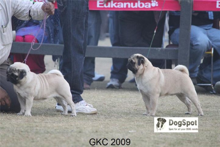 Pug,, Gurgaon Dog Show, DogSpot.in