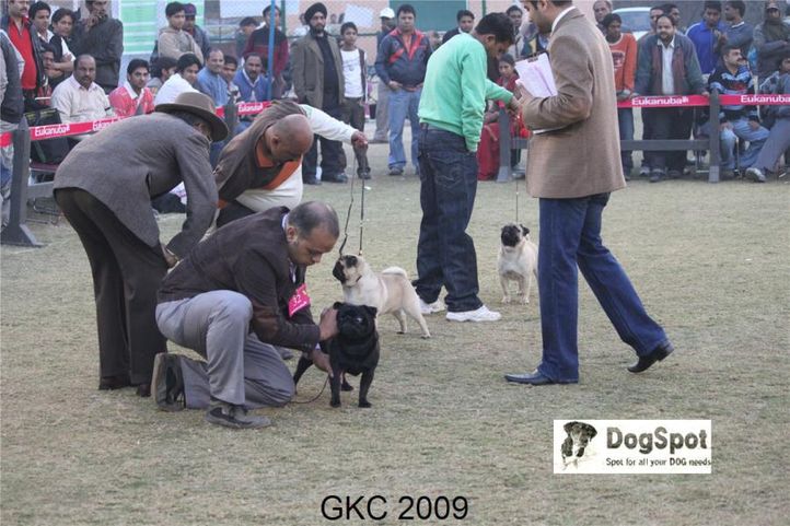 Pug,, Gurgaon Dog Show, DogSpot.in