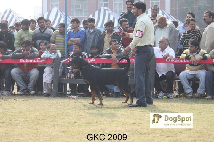 Rottweiler,, Gurgaon Dog Show, DogSpot.in