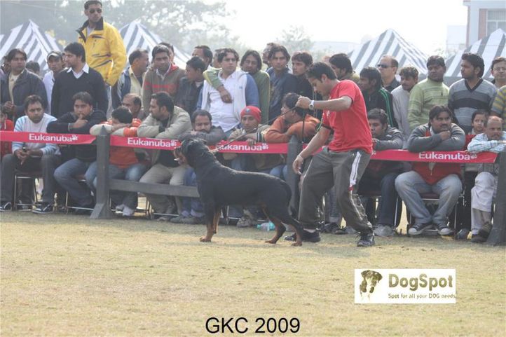 Rottweiler,, Gurgaon Dog Show, DogSpot.in