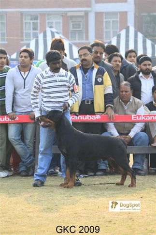 Rottweiler, Phyton Crni Lotos, Gurgaon Dog Show, DogSpot.in