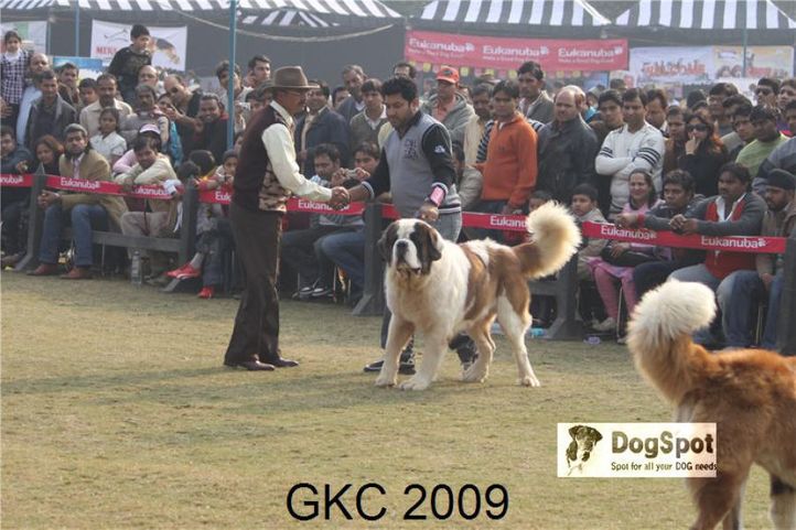 St Bernard,, Gurgaon Dog Show, DogSpot.in