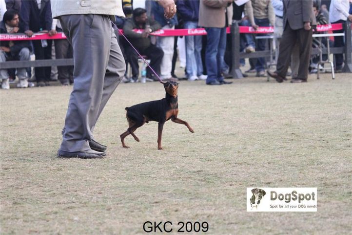 MinPin,TOY,, Gurgaon Dog Show, DogSpot.in