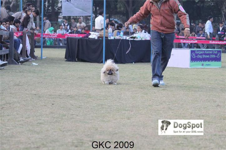 Pikengese,TOY,, Gurgaon Dog Show, DogSpot.in