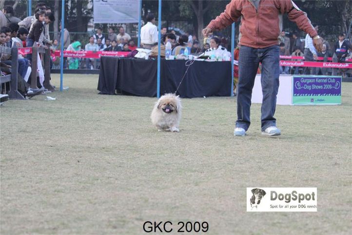 Pikengese,TOY,, Gurgaon Dog Show, DogSpot.in