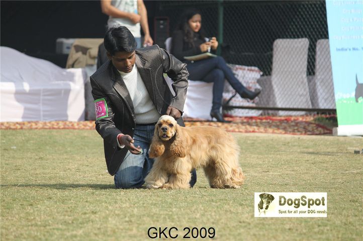 Cocker,, Gurgaon Dog Show, DogSpot.in
