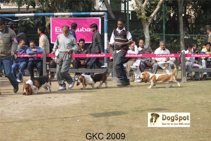 Basset,, Gurgaon Dog Show, DogSpot.in