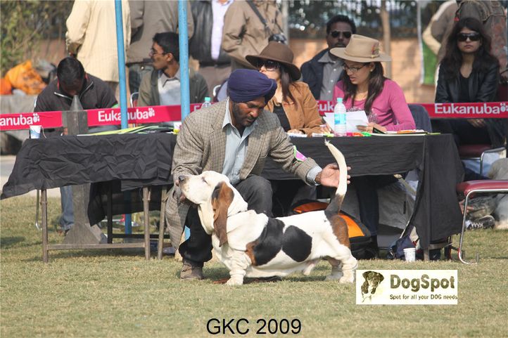 Basset,, Gurgaon Dog Show, DogSpot.in