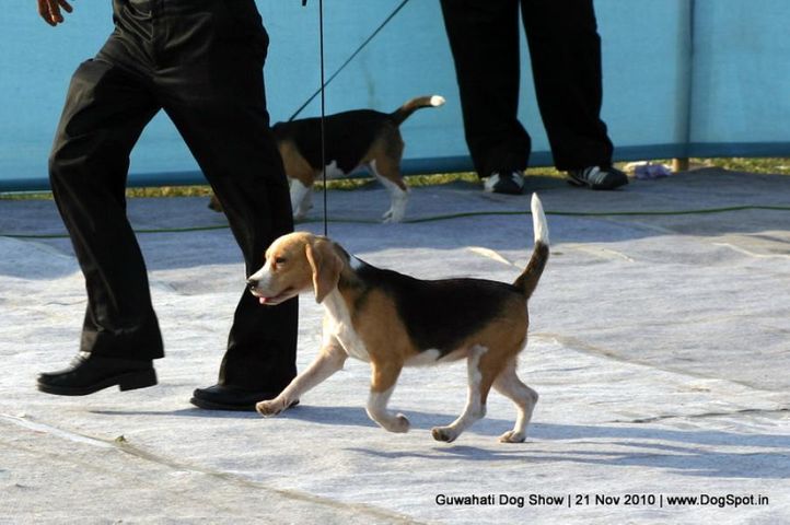 beagle,ex-24,sw-9,, MISTI, Beagle, DogSpot.in