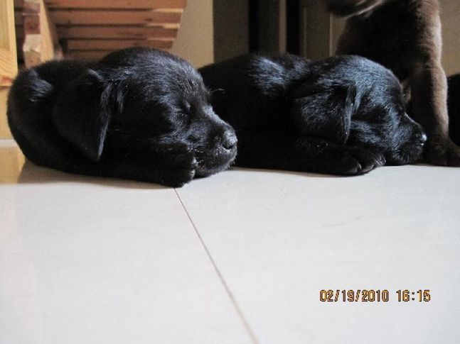 , hansie and uka(Lab and pug), DogSpot.in