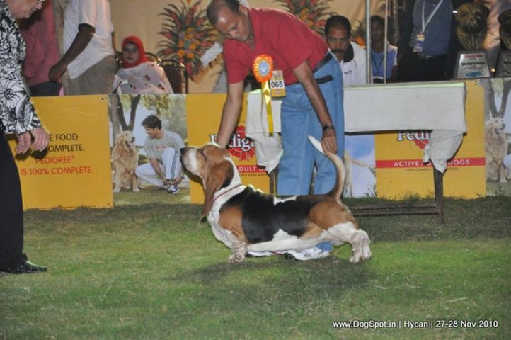 basset,, Hycan 2010, DogSpot.in