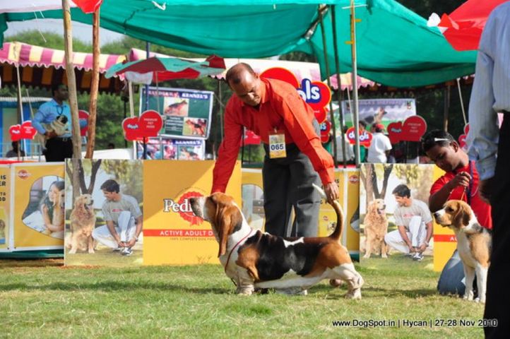 basset,, Hycan 2010, DogSpot.in