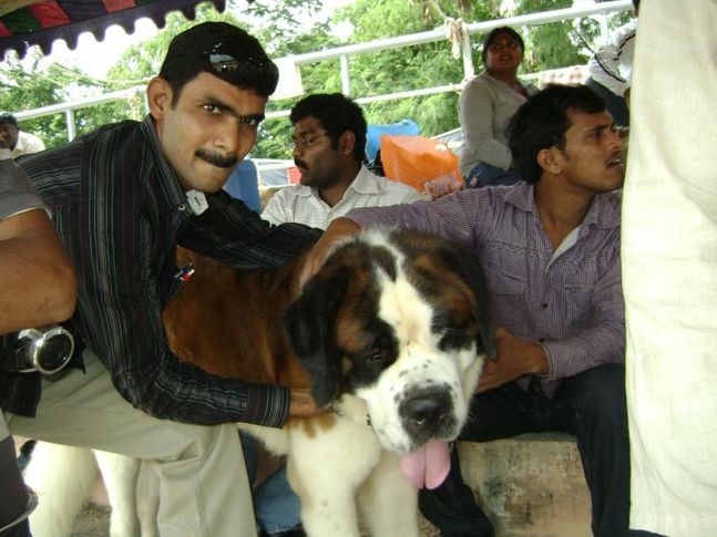 hyd dog show pic, hyd dog show pic, DogSpot.in