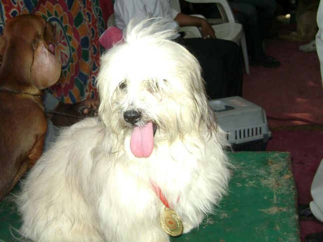 hyd dog show pic, hyd dog show pic, DogSpot.in