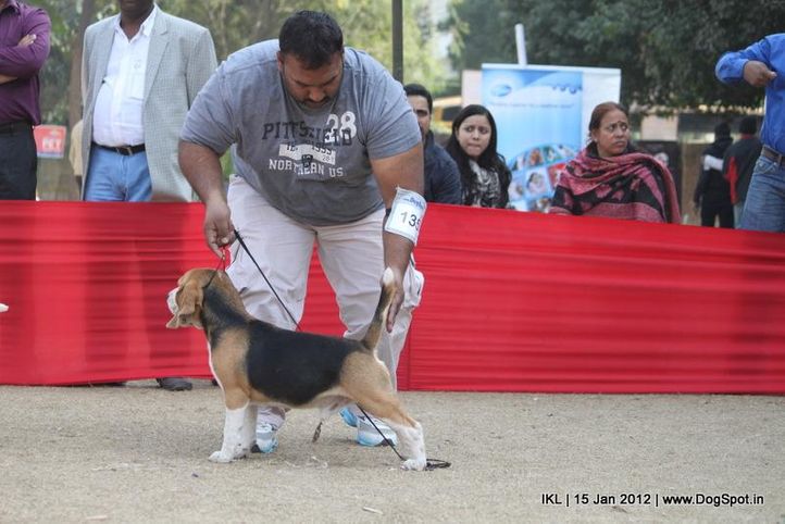 beagle,, IKL Delhi 2012, DogSpot.in