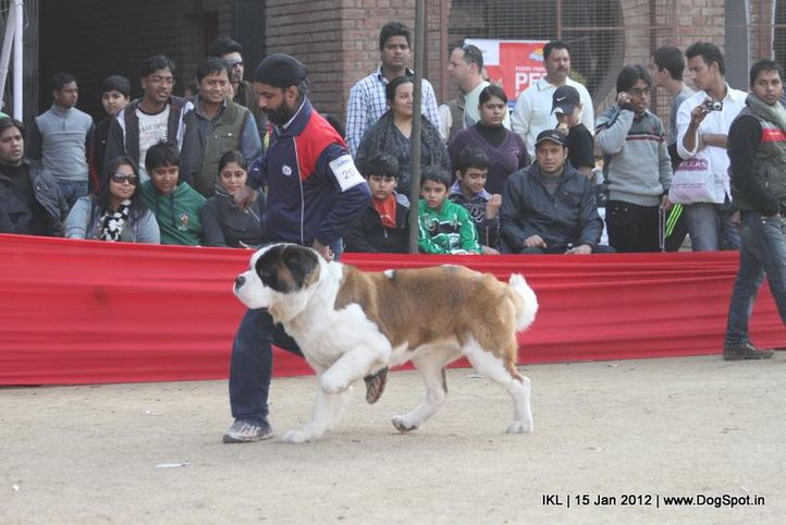 st bernard,, IKL Delhi 2012, DogSpot.in