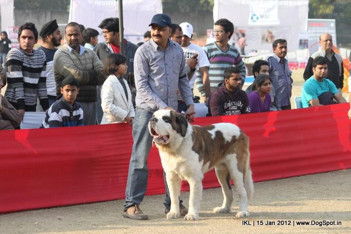 st bernard,, IKL Delhi 2012, DogSpot.in