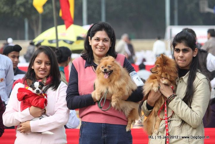 chihuahua,pomeranian,, IKL Delhi 2012, DogSpot.in