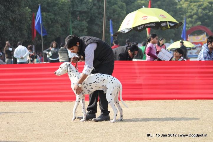 dalmatian,, IKL Delhi 2012, DogSpot.in