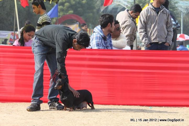 daschshund,, IKL Delhi 2012, DogSpot.in