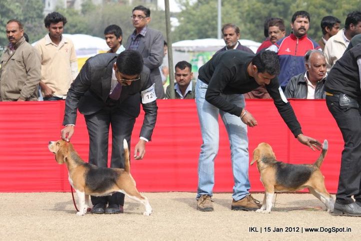 beagle,, IKL Delhi 2012, DogSpot.in