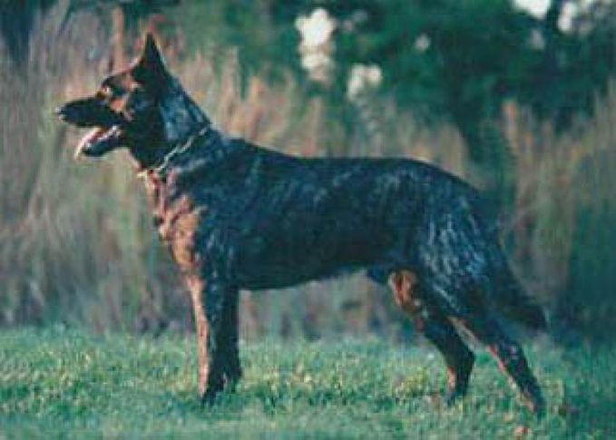ILLUSTRATED STANDARDS OF GERMAN SHEPHERD DOG BREED LINES, ILLUSTRATED STANDARDS OF GERMAN SHEPHERD DOG BREED LINES, DogSpot.in