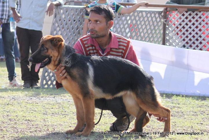 gsd,sw-54,, Jabalpur 2012, DogSpot.in