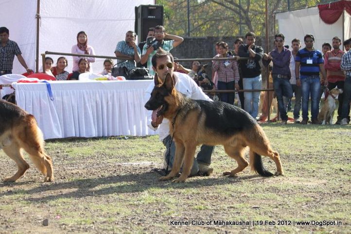 gsd,sw-54,, Jabalpur 2012, DogSpot.in
