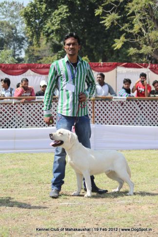 labrador,sw-54,, Jabalpur 2012, DogSpot.in