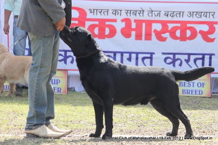 labrador,sw-54,, Jabalpur 2012, DogSpot.in