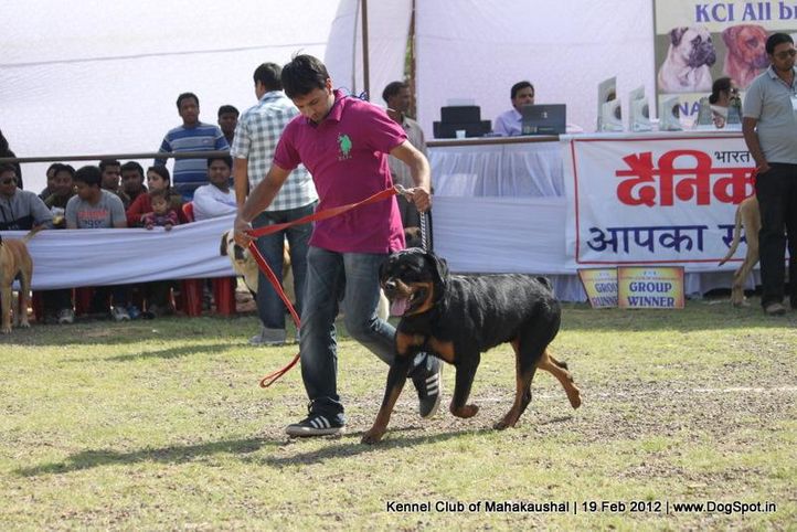 rottweiler,sw-54,, Jabalpur 2012, DogSpot.in