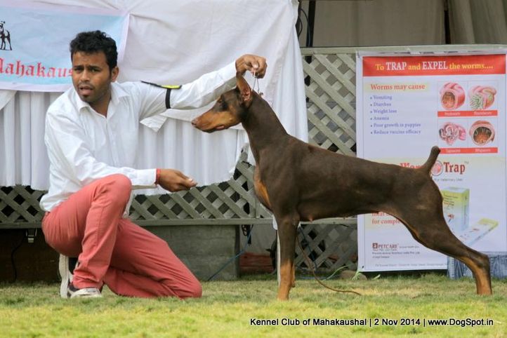 doberman,sw-127,, Jabalpur Dog Show 2 Nov 2014, DogSpot.in