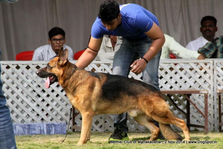 german shepherd,sw-127,, Jabalpur Dog Show 2 Nov 2014, DogSpot.in